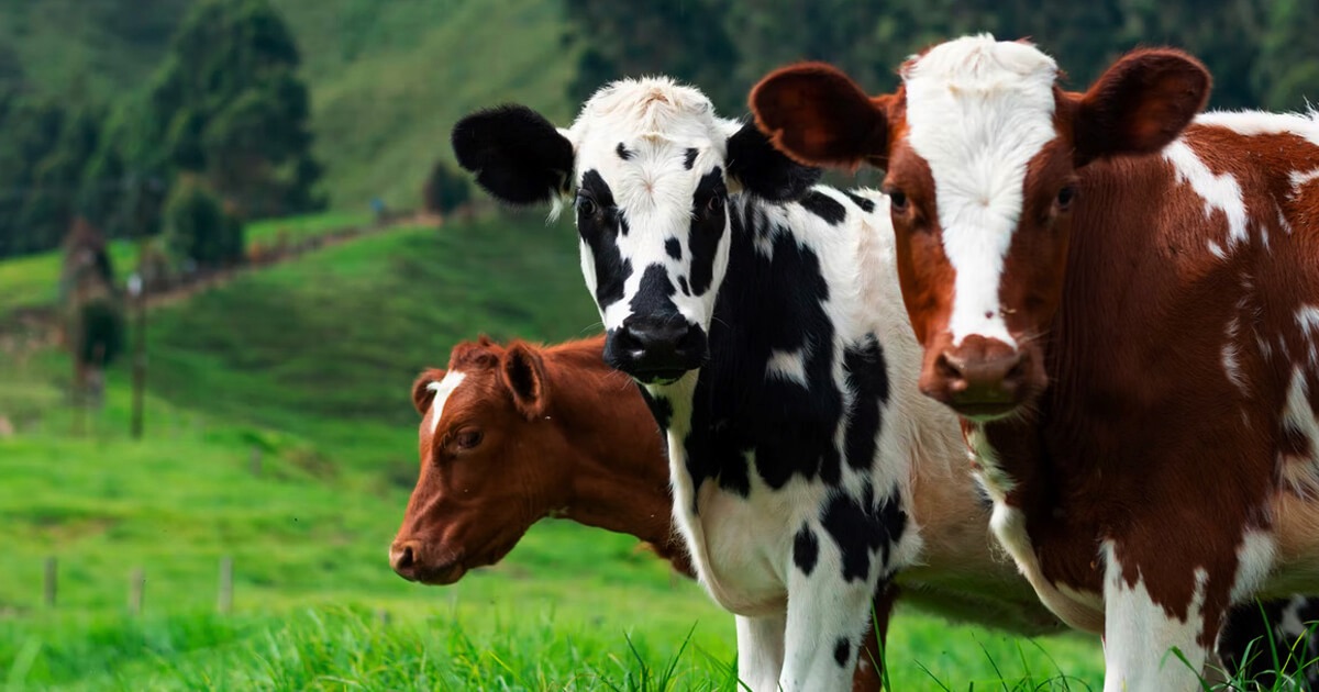 Dairylight link image